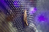 Ypsolopha scabrella