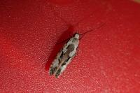 Carpatolechia decorella