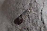 Cydia splendana