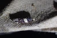 Recurvaria leucatella