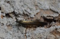 Coleophora