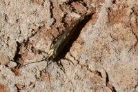 Coleophora