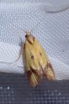 Agapeta zoegana