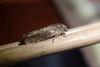 Eucosma