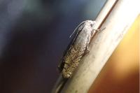 Eucosma