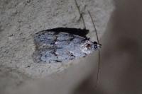 Symmoca signatella