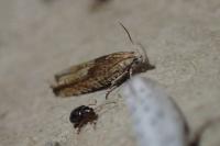 Eucosma gr. hohenwartiana