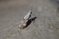 Bucculatrix frangutella