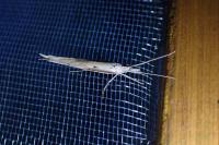 Ypsolopha mucronella