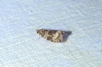 Celypha lacunana