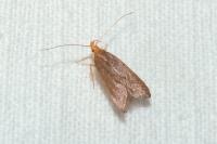 Eurodachtha pallicornella