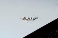 Argyresthia brockeella