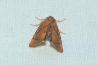 Apoda limacodes