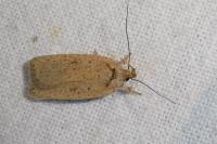 Agonopterix