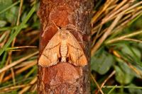 Apoda limacodes