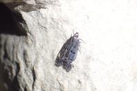 Dichomeris alacella