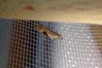 Hypatima rhomboidella