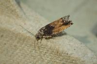 Epinotia nisella