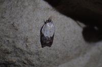 Acleris variegana