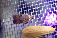 Agonopterix purpurea