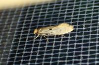 Tinea trinotella