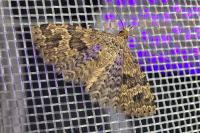 Alucita hexadactyla