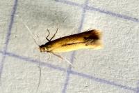 Coptotriche marginea