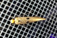 Tinea trinotella