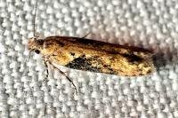 Scrobipalpa costella