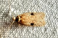 Agonopterix propinquella