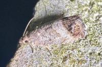 Cydia splendana
