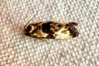 Eupoecilia angustana