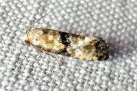 Eupoecilia angustana
