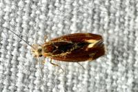 Metalampra italica