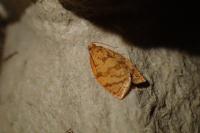 Adoxophyes orana