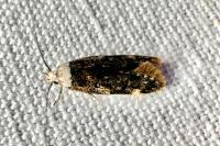 Endrosis sarcitrella