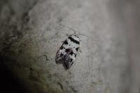 Pseudotelphusa scalella