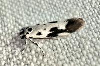 Ethmia quadrillella