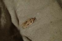 Agonopterix arenella