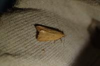 Dichomeris limosella