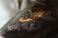 Caloptilia alchimiella/robustella