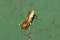 Caloptilia alchimiella