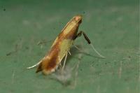 Caloptilia alchimiella