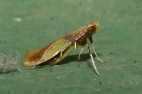 Caloptilia alchimiella