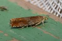 Epinotia tenerana