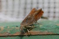 Epinotia tenerana
