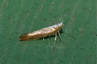 Argyresthia albistria/semitestacella