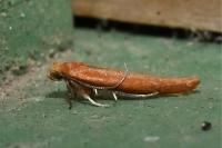 Zelleria hepariella