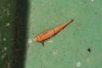Zelleria hepariella