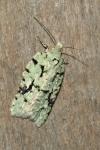 Acleris literana